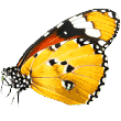 https://petstays.melbourne/wp-content/uploads/2019/08/butterfly.png