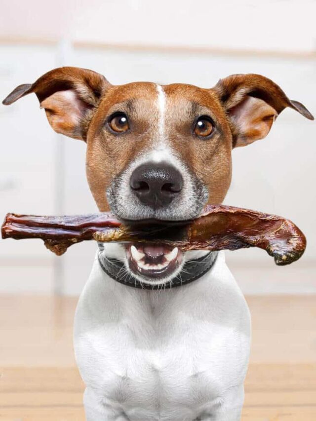 Dog Ownership in Australia Stats and Facts Every Pet Parent Should Know. Beef Bully Stick Jack Russell