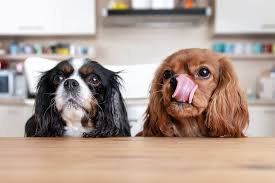 Dog Ownership in Australia Stats and Facts Every Pet Parent Should Know