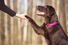 Dog Ownership in Australia Stats and Facts Every Pet Parent Should Know.