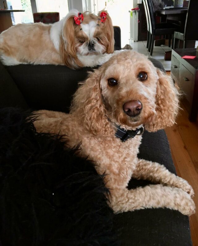 Dog Ownership in Australia Stats and Facts Every Pet Parent Should Know