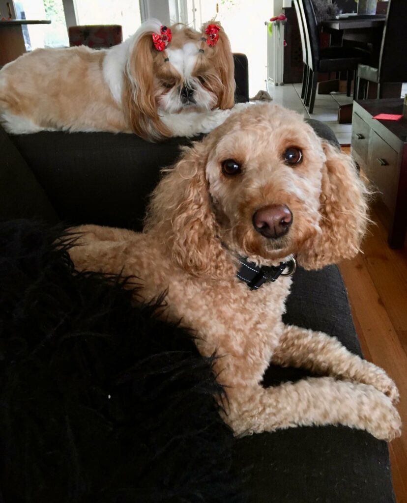 Dog Ownership in Australia Stats and Facts Every Pet Parent Should Know