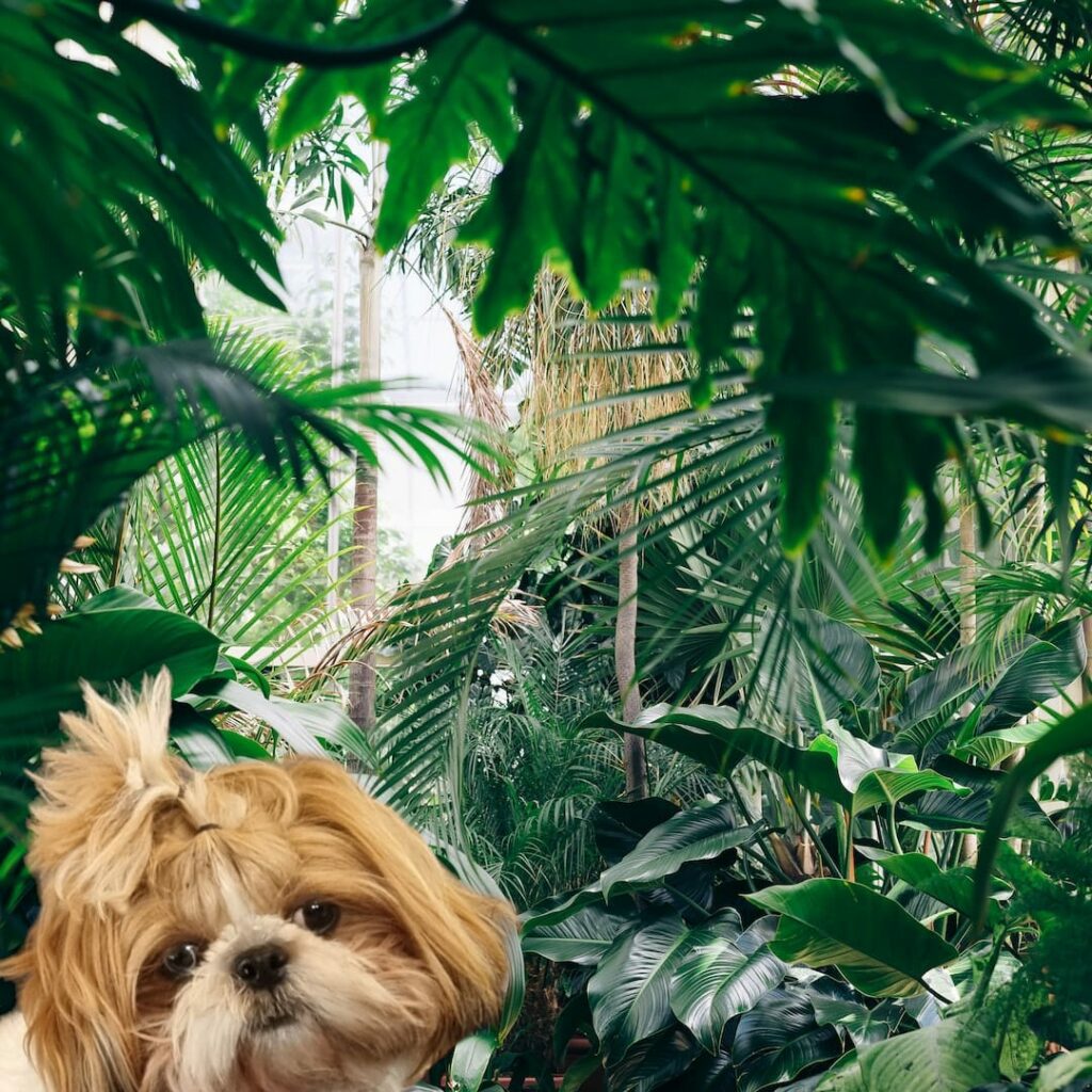 Top 10 Dog Names in Australia for 2024 Pet Stays Dog Boarding Melbourne