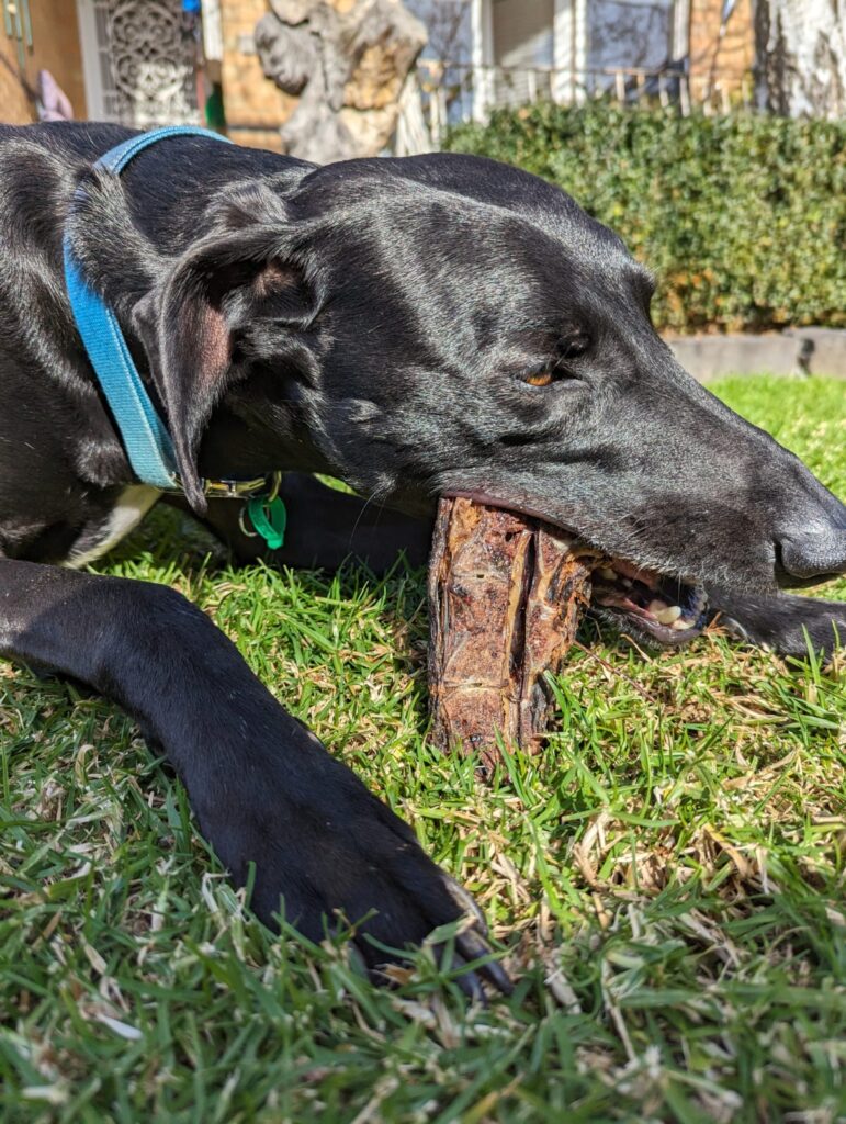 10 Interesting Facts About Owning a Dog in Australia