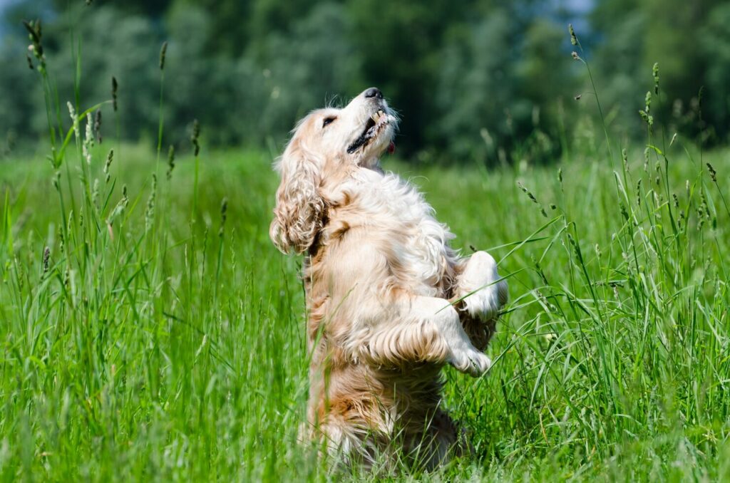 Is Dog Day Care and Puppy Day Care Good for Dogs?