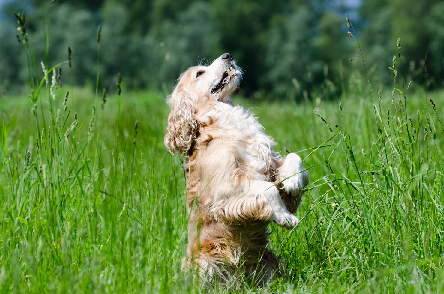 Is Dog Day Care and Puppy Day Care Good for Dogs?
