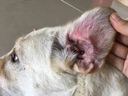 Why Do Dogs Have So Many Allergies Today?