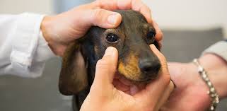 Why Do Dogs Have So Many Allergies Today?