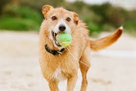 12 Devoted Rescue Groups Melbourne