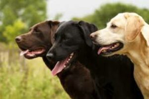 Pet Care 49 The Joy of Owning a Labrador Retriever: A Pet Parent’s Guide
