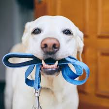 Pet Care 48 Melbourne’s Most Dog-Friendly Suburbs: Where to Play With Your Pup and be social