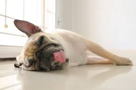 Pet Care 47 Understanding Epilepsy in Dogs. What Every Australian Pet Owner Needs to Know