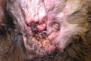 Pet Care 29 Ear Infections in Dogs. This image highlights a dog's ear with a severe ear infection, showing inflammation, redness, and discharge — visual indicators Aussie pet parents should watch for.